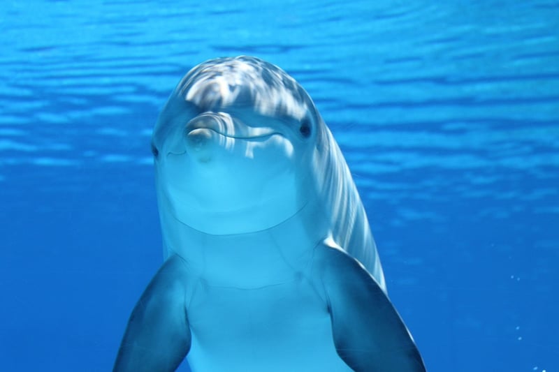 Marine Life Excursions