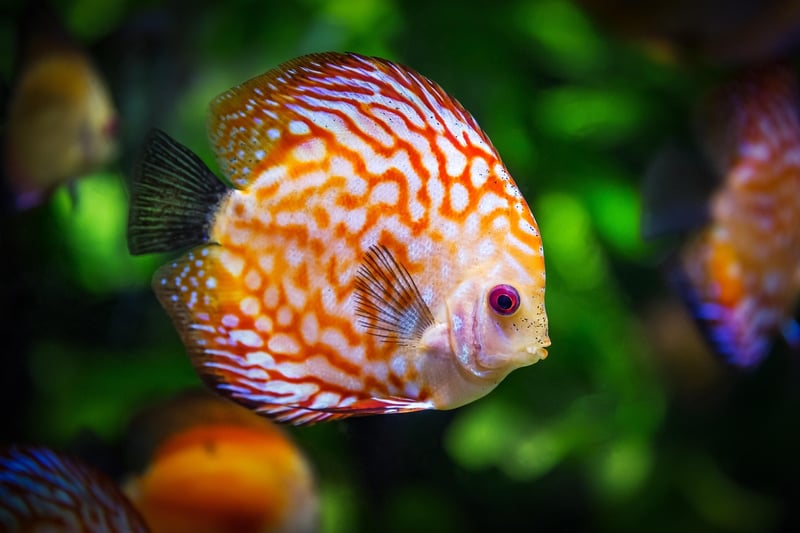 Coral Reef