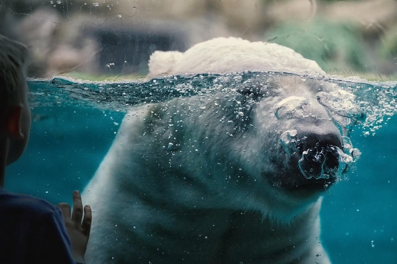 Polar Bear in the Arctic