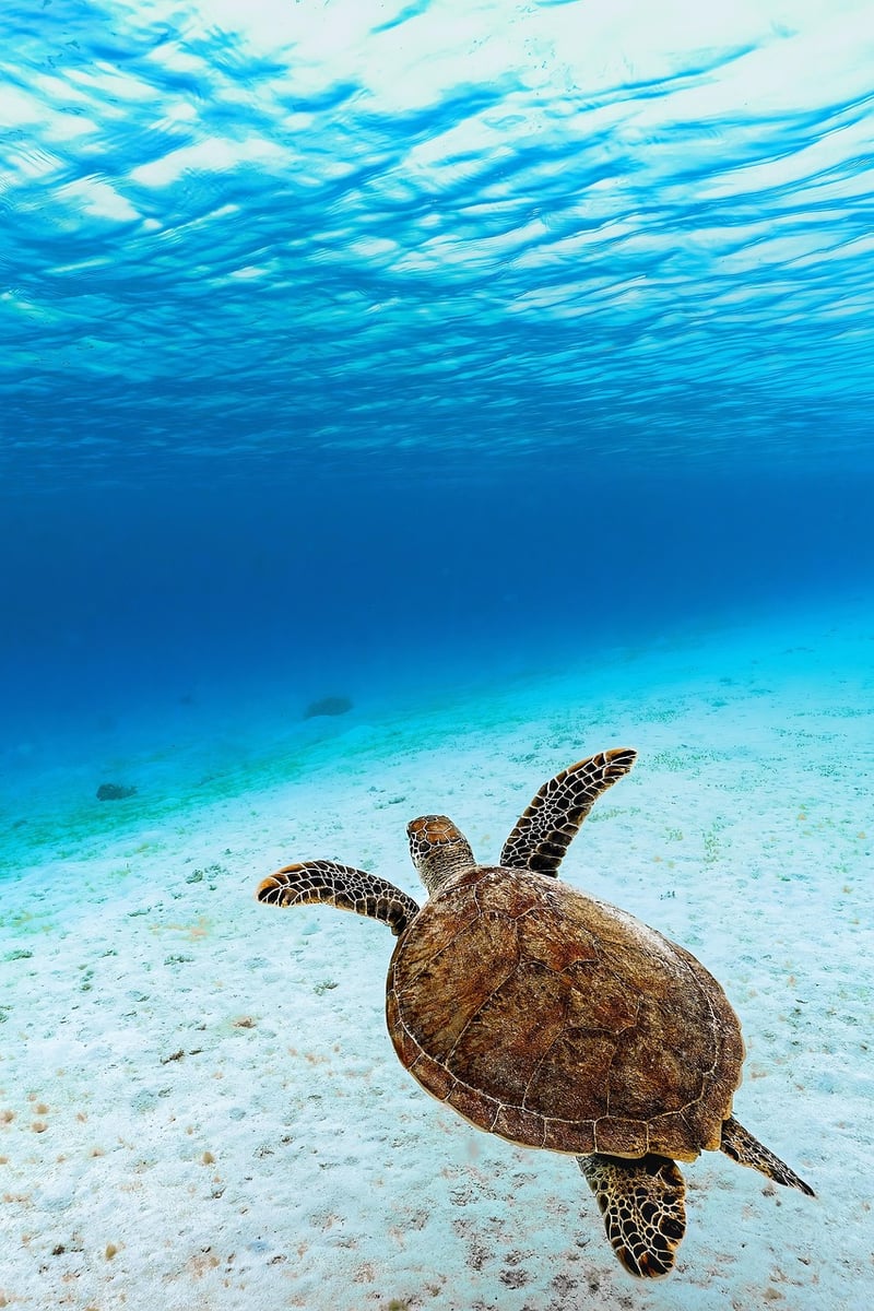 Marine Creatures